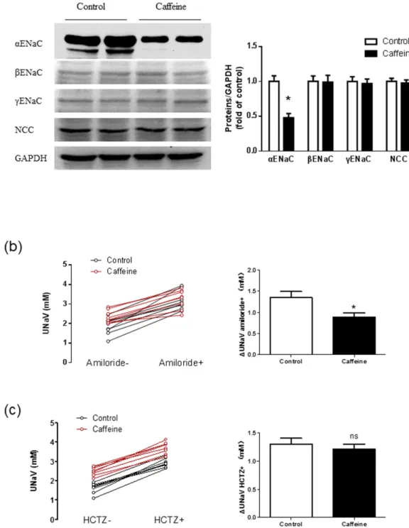 Figure 4.  Chronic caffeine intake decreases the expression and function of αENaC in Dahl’s rats