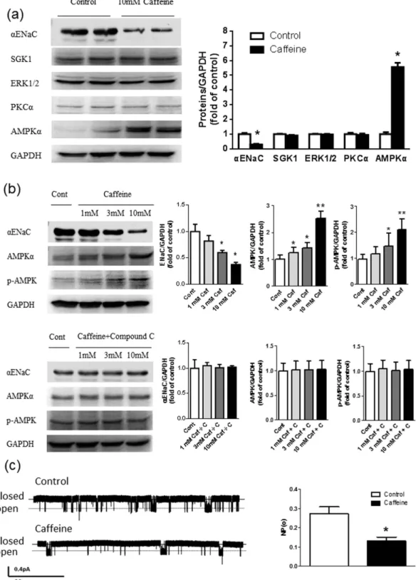Figure 5.  Caffeine decreases the expression and activity of αENaC in M1-CCD cells. (a) Western blot  analysis showed that incubation with caffeine (10 mM) for 24 hour significantly decreased α ENaC  expression  and increased α AMPK expression without sign