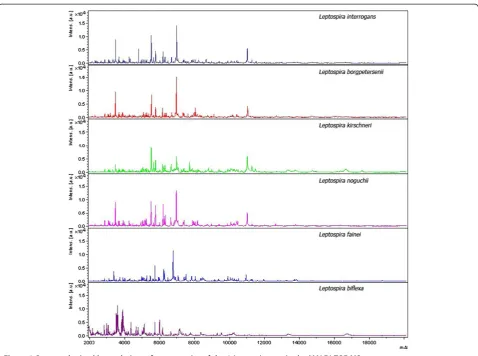Figure 1 Spectra obtained by analysing reference strains of the 6 Leptospira species by MALDI-TOF MS.