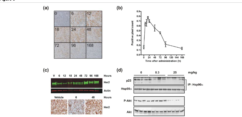 Figure 3Analysis of the kinetics of HSP70 induction and ERBB2 degradation following a singe dose of NVP-AUY922Analysis of the kinetics of HSP70 induction and ERBB2 degradation following a singe dose of NVP-AUY922