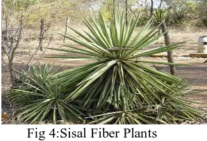 Fig 5: Extraction of sisal from sisal plants Fig 6:Sisal fiber 