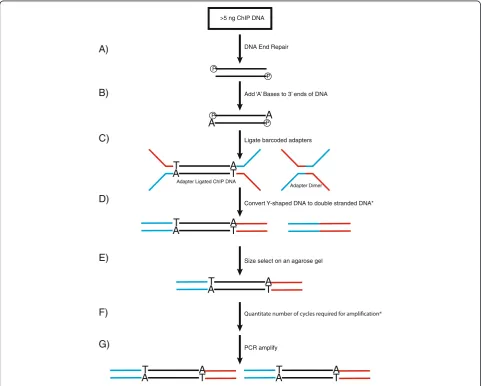 Figure 1 A schematic representation of the method for making barcoded ChIPquantitation.protocol.-seq libraries