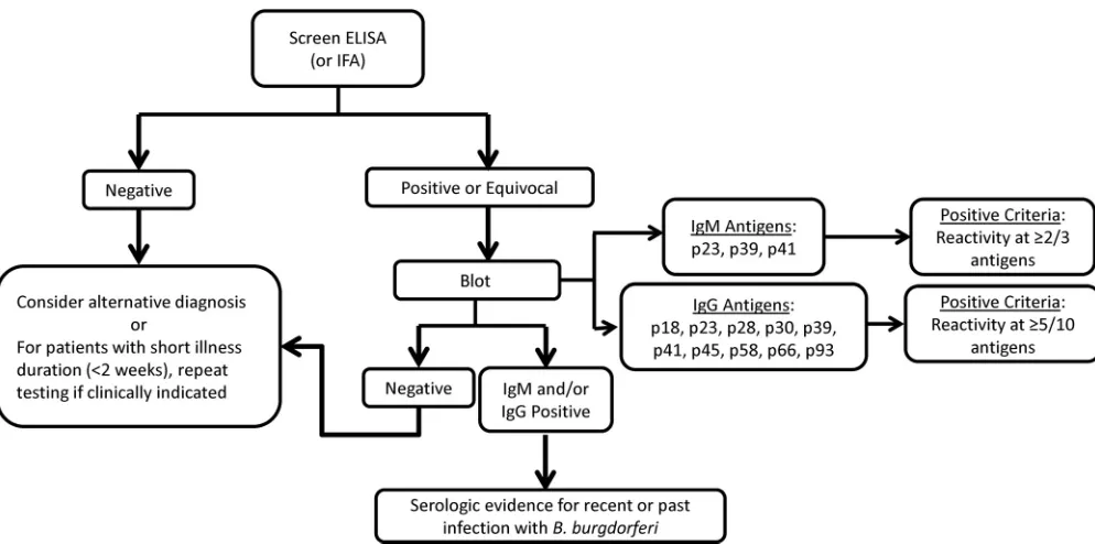 FIG 1 Diagram of the two-tiered testing algorithm including interpretation and IgM/IgG blot positivity criteria for the United States