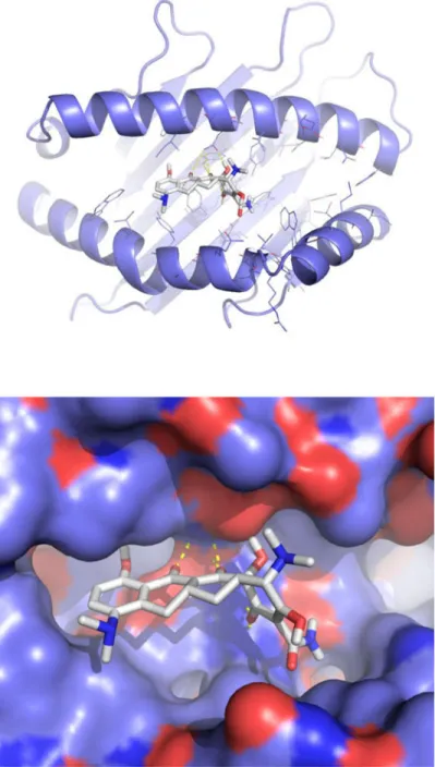Figure 3. Molecular docking of minocycline in the HLA-B*35:02 antigen binding cleft