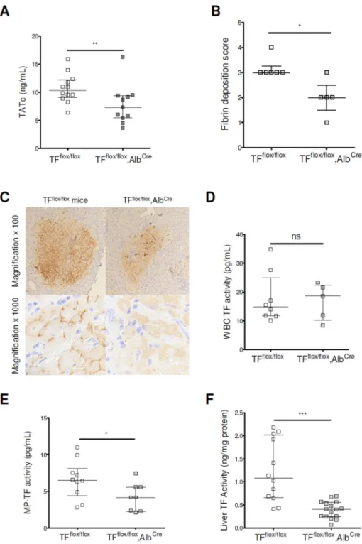 Figure 5. Hepatocyte tissue factor contributes to activation of coagulation in mice with chronic  liver injury