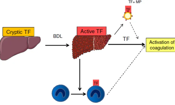Figure 6. Potentital sources of tissue factor (TF) that may activate coagulation in chronic liver  disease