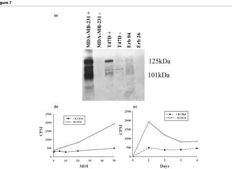 Figure 6expression, will target a wide spectrum of MUC-1-positivebreast tumors.