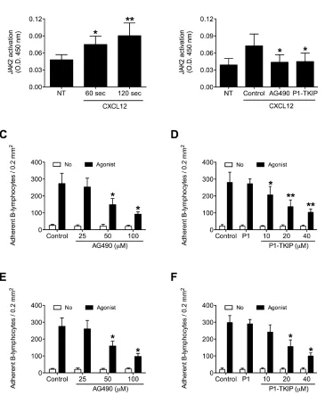 Figure 1: JAK2 is activated by CXCL12 and mediates B-lymphocyte static adhesion to ICAM-1 and VCAM-1