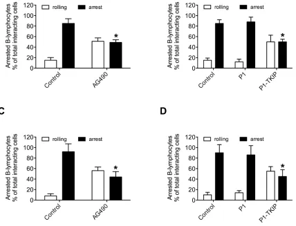 Figure 2: JAK2 mediates CXCL12-mediated B-lymphocyte underflow adhesion to ICAM-1 and VCAM-1