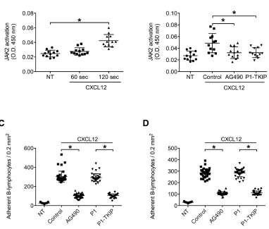 Figure 5: JAK2 is activated by CXCL12 and mediates CLL B-lymphocytes static adhesion to ICAM-1 and VCAM-1