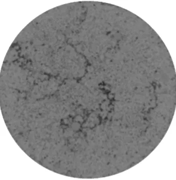 Figure 4.6. An example MicroCT image slice after being subjected to the crack enhancing image processing algorithm.