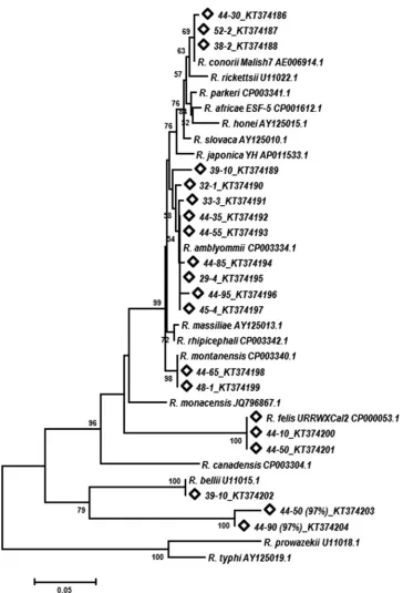 FIG 3 Neighbor-joining tree showing phylogenetic relationships of partial 23S-5S IGS sequences of known Rickettsia species taken from the NCBI database andsequences ampliﬁed from D