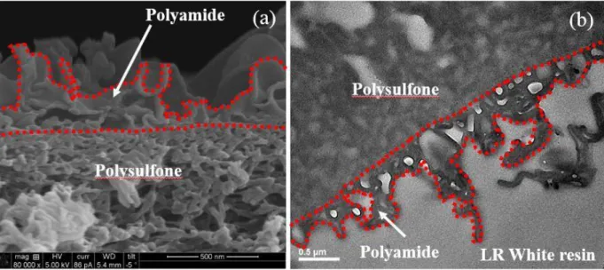 Figure 2.1.  Representative (a) SEM and (b) bright-field TEM images of the cross section of a  SWC4+ membrane sample