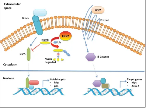 Figure 9: Schematic model of the cross-talk between LNX2 and WNT/NOTCH pathways. For clarity, we show the effect of LNX2 on NOTCH pathway with the WNT pathway unaffected