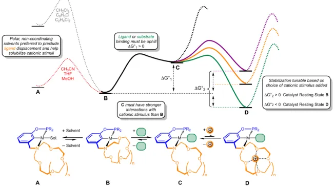 Figure 1.6 Idealized free energy landscape of cation-modulated substrate binding and catalysis