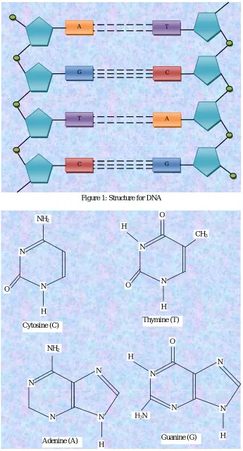 Figure 1: Structure for DNA 