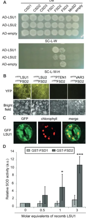 Fig. 4.  LSU1 and LSU2 physically and functionally interact with FSD2. (A)  Specific interaction of AD–LSU1 and AD–LSU2 with DB–FSD2 by Y2H