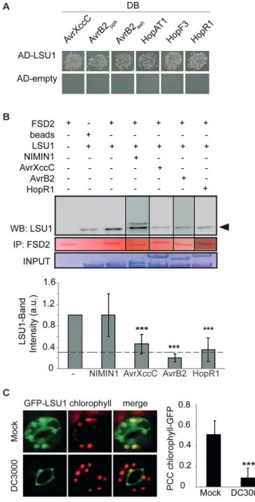 Fig. 5.  Pseudomonas virulence effectors interact with LSU1 and interfere  with its functions