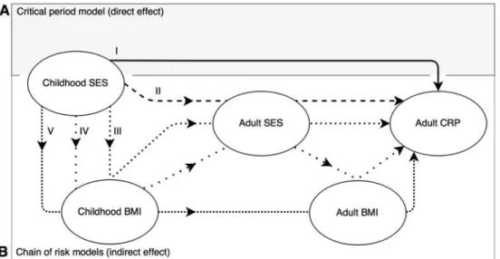 Figure 1. Directed Acyclic Graph Outlining Potential Mechanisms Through Which Childhood  SES Determines Adult C-Reactive Protein