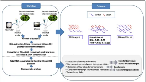 Fig. 6 Schematic diagram illustrating an overview of the study
