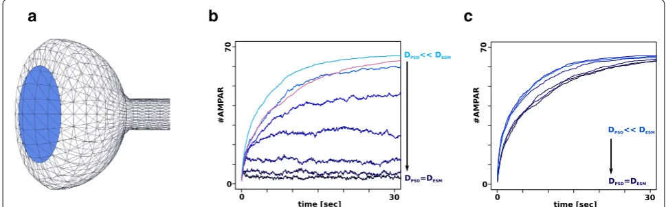 Fig. 2 Surface dependent diffusion enables macroscopic simulation of trapping effects at the post synaptic density in dendritic spines