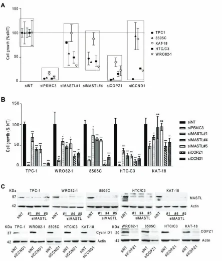 Figure 6: Effect of CCND1, MASTL and COPZ1 silencing on different thyroid tumor cell lines