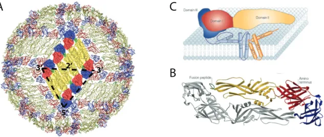 Figure 1.2 DENV E glycoprotein structure and its arrangement on the mature virion. 
