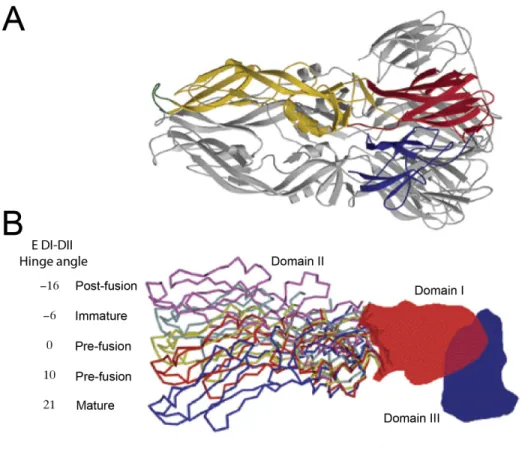 Figure  1.3  DENV  E  protein  undergoes  large  conformational  changes  during  virus  maturation  and  viral  fusion