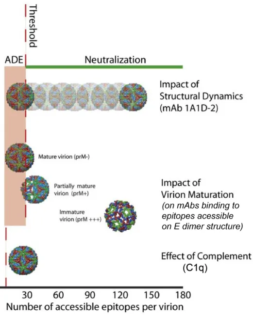 Figure 1.6 Structural dynamics, virion maturation and presence of complement affect  the  antibody  threshold  of  DENV  neutralization