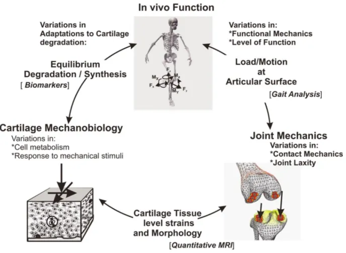 Figure 2.1. – Andriacchi et al’s. 2004 theoretical framework explaining the relationship between  in vivo function, non-physiological joint biomechanics, joint loading, and articular cartilage  mechanical and biological responses