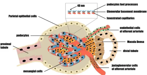 Figure 2.2: Cell types in the glomerulus.The structure of the glomerulus is main- main-tained by mesangial cells that fill up the space between the glomerular capillaries.