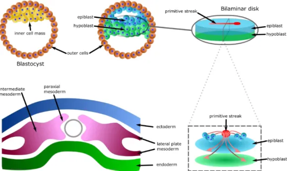 Figure 2.3: Formation of the three germlayers The blastocyst forms in the first two weeks following fertilisation and consist of an outer layer of cells and an inner cell mass