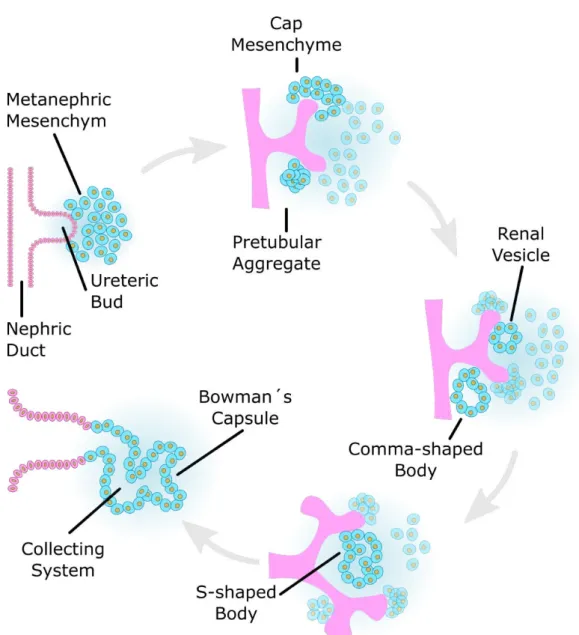 Figure 2.4: Nephron development. The ureteric bud is formed out of the nephric duct when it interacts with the metanephric mesenchyme
