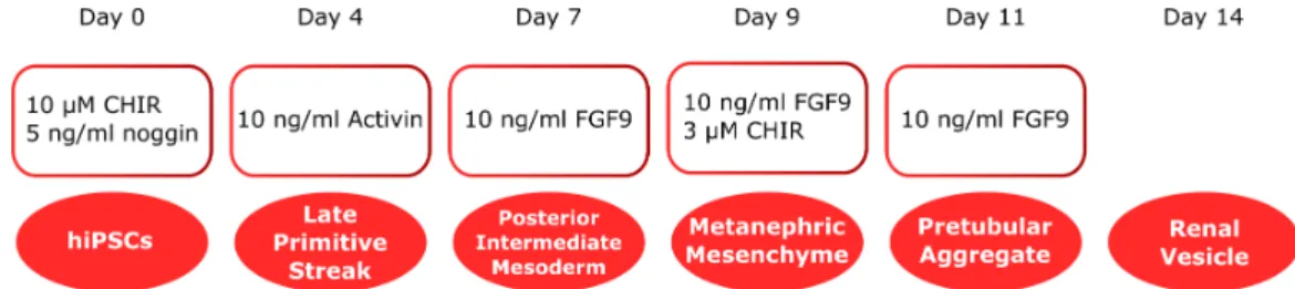 Figure 2.5: Schematic overview of the Morizane protocol of 2015. The differen- differen-tiation of cells starts in a 2D culture environment