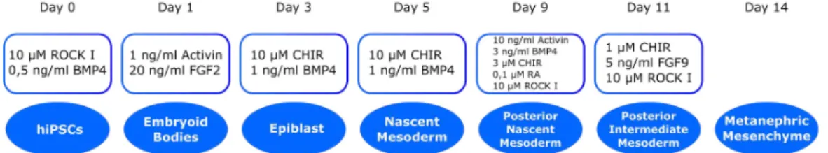 Figure 2.6: Schematic overview of the Taguchi protocol of 2014. After 24h, hiP- hiP-SCs form embryoid bodies in presence of BMP4 and ROCK inhibitor (ROCK I).