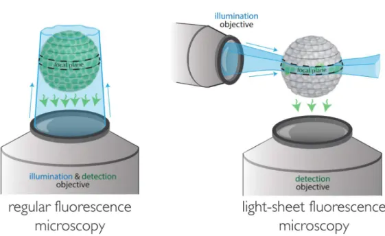 Figure 2.8: Regular and light-sheet microscope The regular fluorescence micro- micro-scope uses the same objective to illuminate the whole sample and to detect the fluorescent light