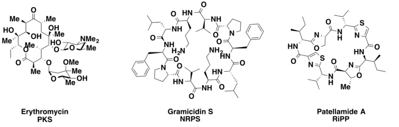 Figure 1.2. Bioactive molecules from three biosynthetic machineries. 