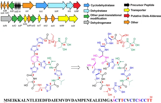 Figure 2.3. Thiocillin biosynthetic pathway. 