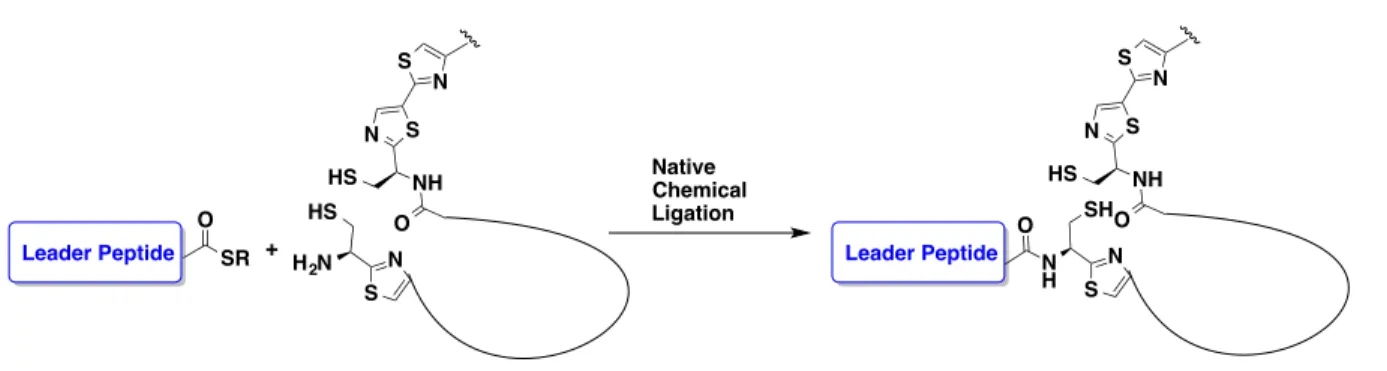Figure 2.5. Strategy for substrate preparation for TclM. 