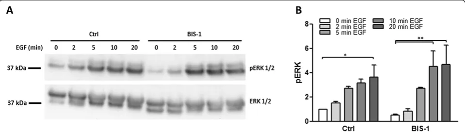 Figure 3 Mechanisms of EGF induced COX-2 expression in primary human myometrial cells