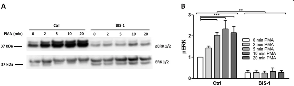 Figure 6 Mechanisms of PMA induced COX-2 expression in myometrial cells. Cells were stimulated for 6 hours with the PKC activator, PMA(2 μM) alone or in the presence of different inhibitors (TPCA-1 (2 μM), PD-184352 (2 μM) and BIS1 (5 μM))