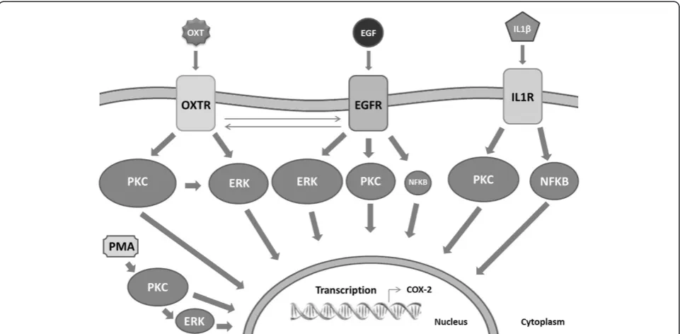 Figure 8 Schematic diagram. Underlying signalling pathways activated by OXT, EGF and IL1β to stimulate COX-2 expression in humanmyometrial cells