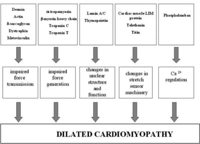 Figure 1.1:  A schematic figure of the dilated cardiomyopathy (DCM) causing mechanism