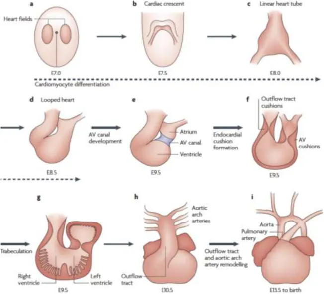 Figure 1.2:  The principal stages of cardiac development.  Adapted from Frances et.al 2008