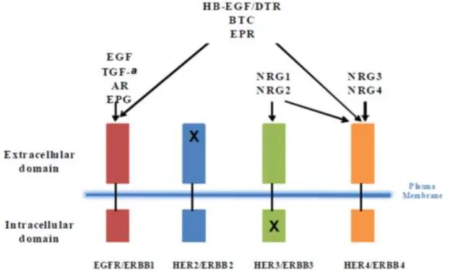 Figure 1.3:  Ligand binding specificity for ERBB family.  Adopt from C J Barrick’s dissertation