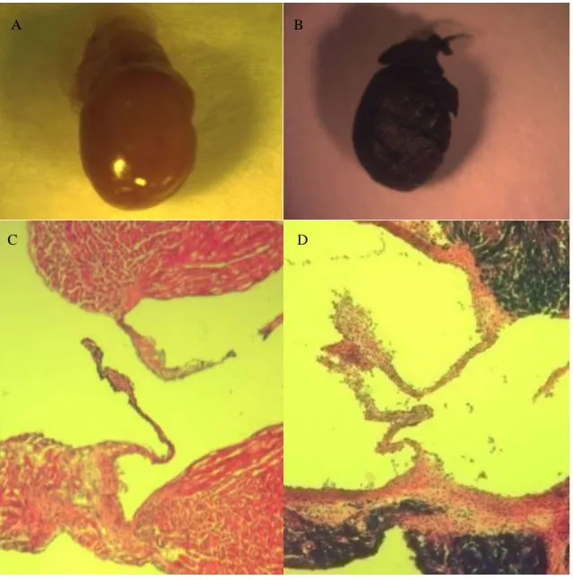 Figure 2.1:  Cre expression in MHC cre/+  mice.  Whole heart X-gal-stained for R26R mice (A)  and MHC cre/+ /R26R mice (B), X-gal-stained for R26R heart section (C) and MHC cre/+ /R26R heart  section (D)