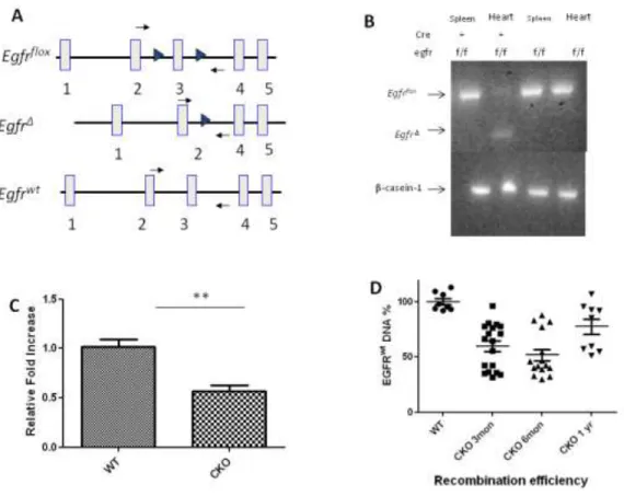 Figure 2.2:  Cre-mediated mutation of Egfr in cardiomyocyte.  (A) Schematic representation of  the Egfr locus with loxp sequence (black arrowheads) and the position of primer used for PCR in  (B)