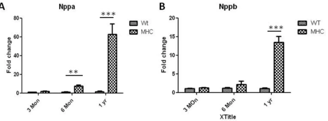Figure 2.5:  Comparison of relative expression of cardiac hypertrophy markers in LV.  (A)  Expression of NPPA was significantly increased in Egfr CKO mice at the age of six months and  one year compared with age-matching wildtype littermates