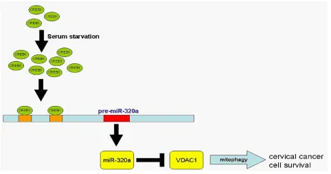 Figure 7: Pathway of CREB1-driven expression of miR-320a-induced mitophagy. In response to serum starvation, miR-320a expression is enhanced because of CREB1 activation, and the upregulation of miR-320a directly targets and represses VDAC1 expression, which induces mitophagy and contributes to the survival of cervical cancer cells.