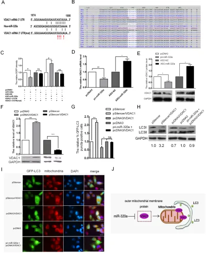 Figure 4: VDAC1 is a target of miR-320a that mediates the promotion of mitophagy via miR-320a in HeLa cells